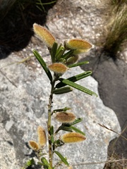 Podalyria oleifolia