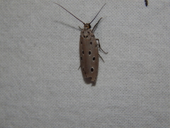 Ethmia circumdatella