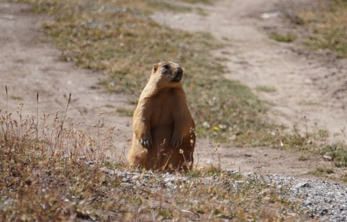 Long-tailed Marmot