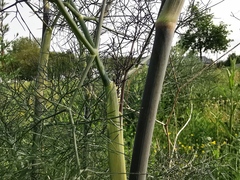 Foeniculum vulgare