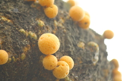 Cyttaria darwinii