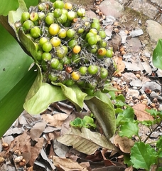 Scadoxus puniceus