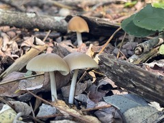 Psathyrella