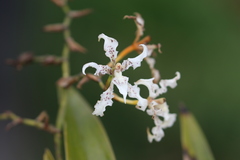 Cyrtochilum ramosissimum