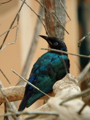 Lamprotornis purpureus