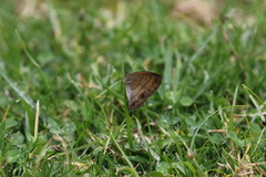 Hermeuptychia harmonia