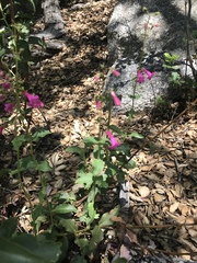 Penstemon clevelandii clevelandii
