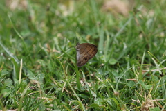 Hermeuptychia harmonia