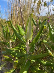 Hermas villosa
