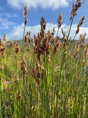 Willdenowia incurvata