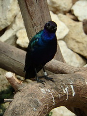 Lamprotornis purpureus