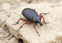 Cylydrorhinus angulatus