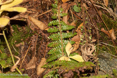 Polystichum braunii image
