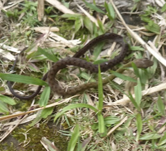 Dendrophidion percarinatum