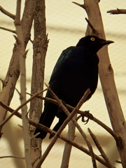 Lamprotornis purpureus
