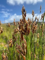 Willdenowia incurvata