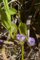Psoralea monophylla