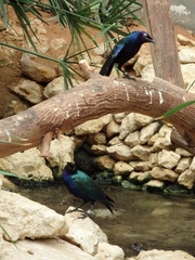 Lamprotornis purpureus