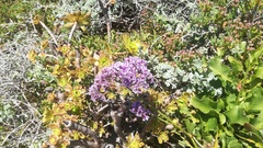 Limonium scabrum