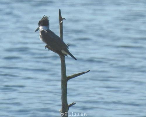 Alcedinidae image