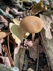 Psathyrella