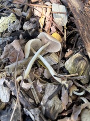 Psathyrella