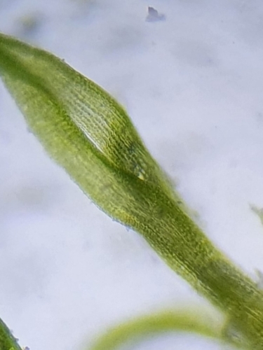 Image of Tortella inflexa by no rights reserved