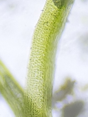 Image of Tortella inflexa by no rights reserved