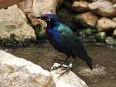 Lamprotornis purpureus