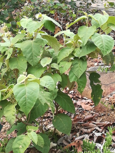 Image of Croton steenkampianus by (c) Noeleen du Toit, some rights reserved (CC BY-SA)
