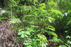 Piptadenia gonoacantha