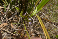 Psoralea monophylla