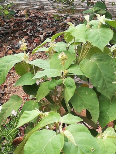 Image of Croton steenkampianus by (c) Noeleen du Toit, some rights reserved (CC BY-SA)