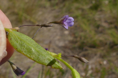 Psoralea monophylla