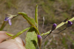 Psoralea monophylla