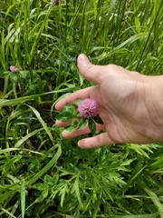 Angiospermae
