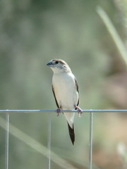 Euodice malabarica