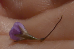 Psoralea monophylla