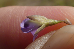 Psoralea monophylla