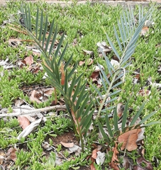 Encephalartos lehmannii