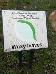 Encephalartos lehmannii