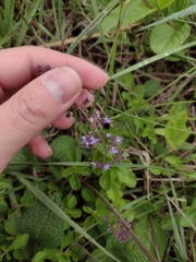 Cantinoa plectranthoides