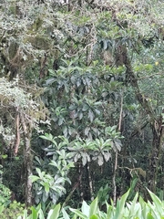 Magnoliopsida