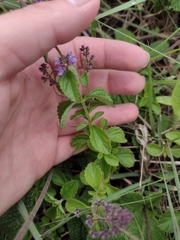 Cantinoa plectranthoides