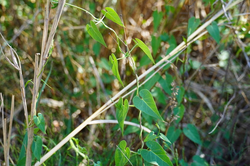 Image of Pentarrhinum insipidum by (c) Matthew Fainman, some rights reserved (CC BY)