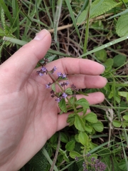 Cantinoa plectranthoides