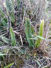 Pleopeltis lepidopteris