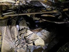 Acanthoscurria simoensi