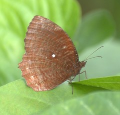 Elymnias hypermnestra