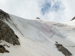 Chlamydomonas nivalis